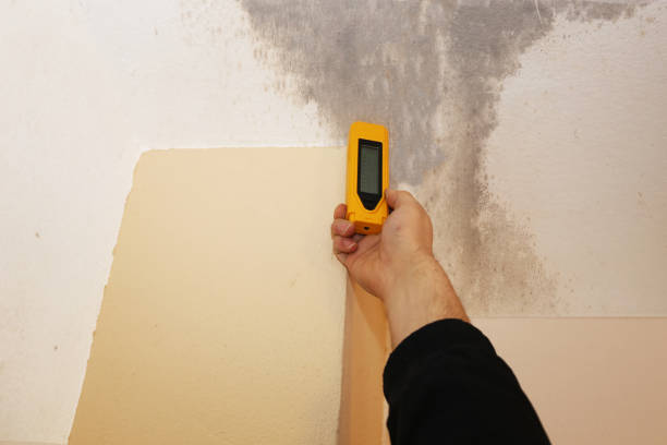 Best Industrial Mold Remediation  in Home Garden, CA