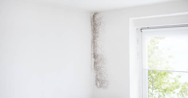 Best Mold Documentation for Insurance Claims  in Home Garden, CA